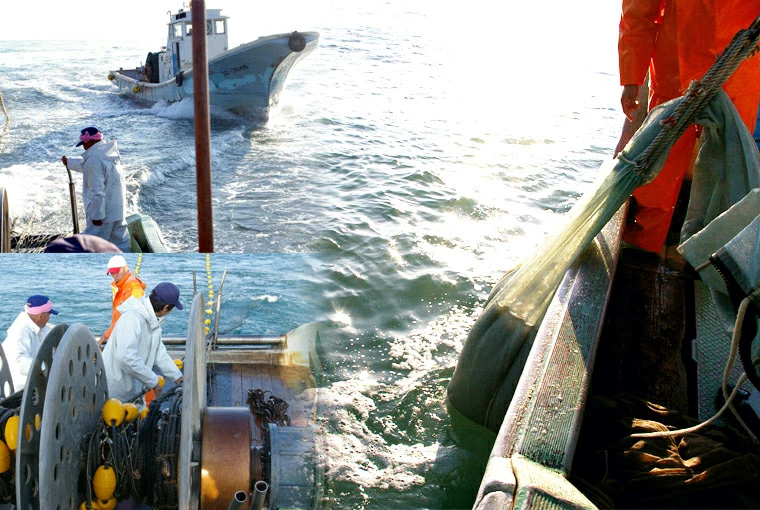 しらす干しシラス干ししらす静岡鮮度が違う!水揚げ当日に茹でたものを鮮度を保ち発送します!お取り寄せグルメ