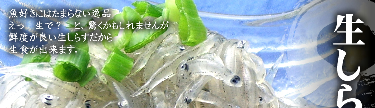 静岡遠州灘産生しらす